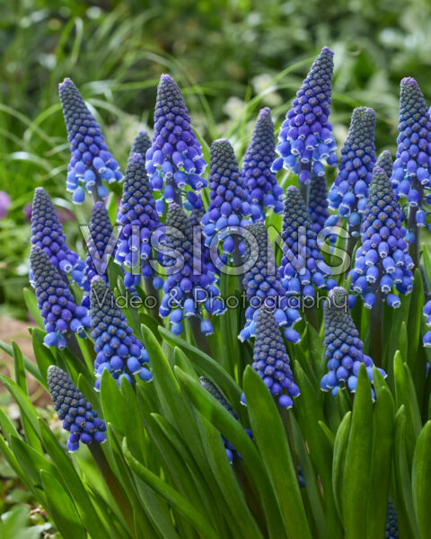 Muscari Lindsay