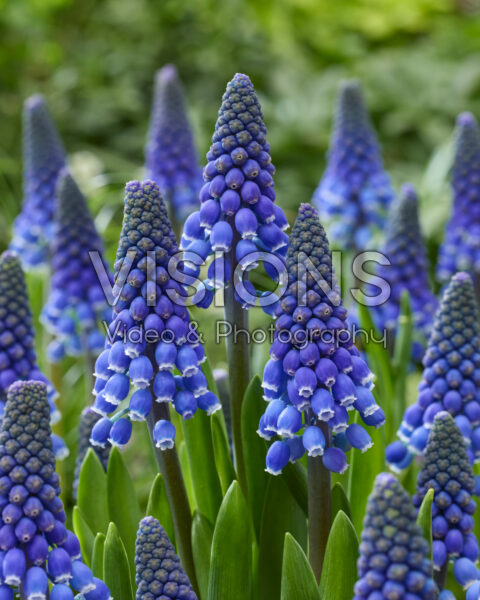 Muscari Lindsay