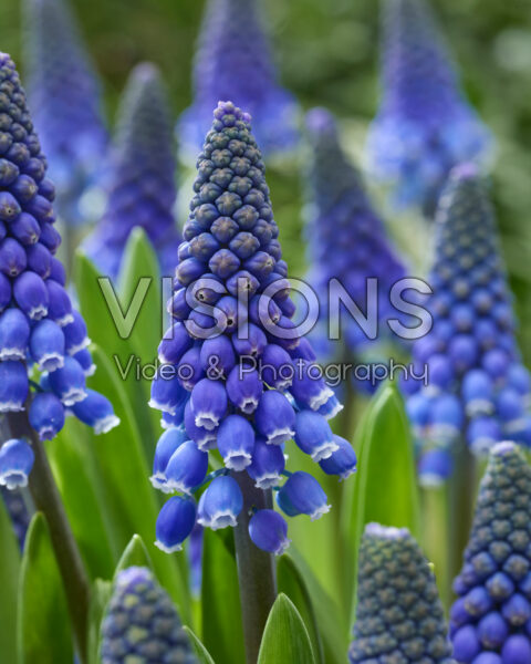 Muscari Lindsay
