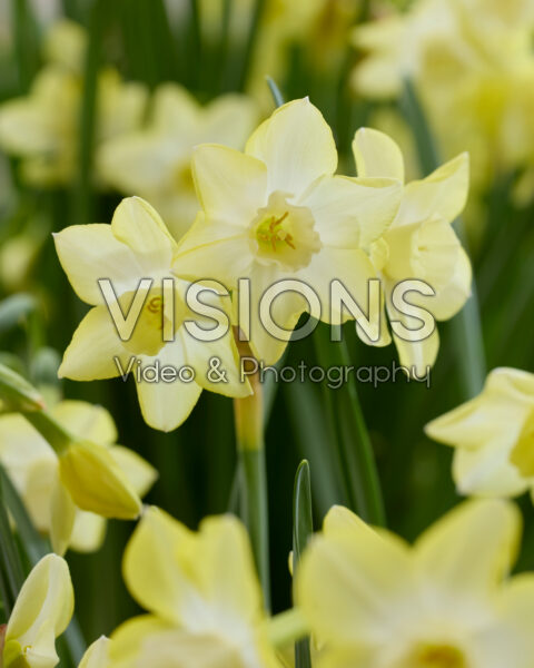 Narcissus Verdin