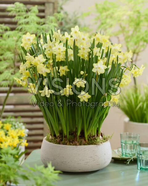 Narcissus Verdin