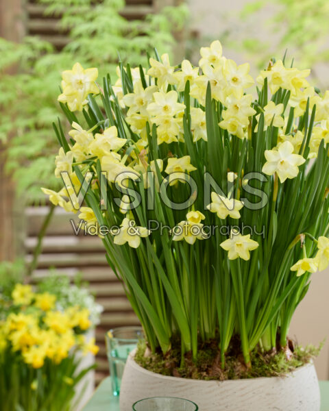 Narcissus Verdin