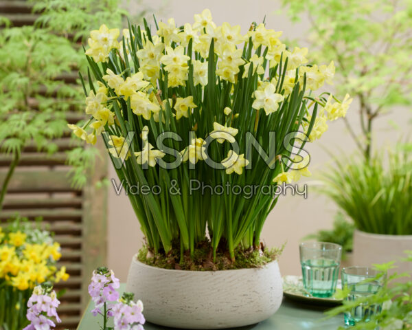 Narcissus Verdin