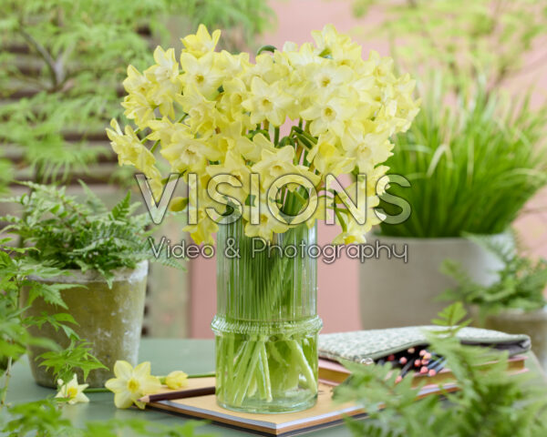 Narcissus Verdin