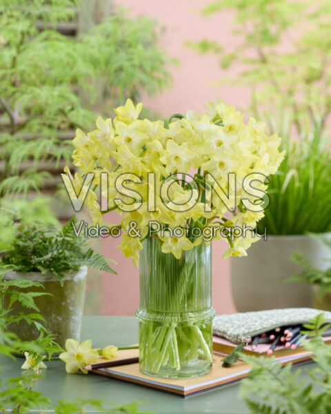 Narcissus Verdin