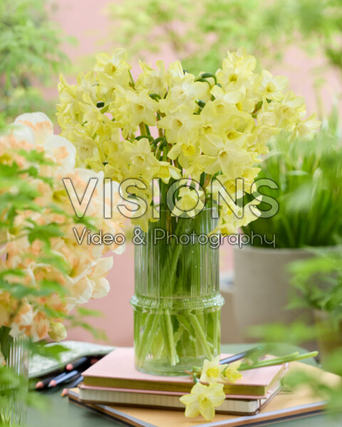 Narcissus Verdin Narcissus Verdin