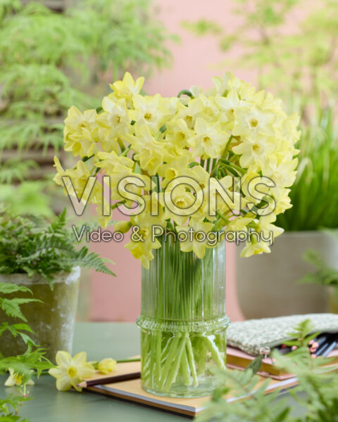 Narcissus Verdin