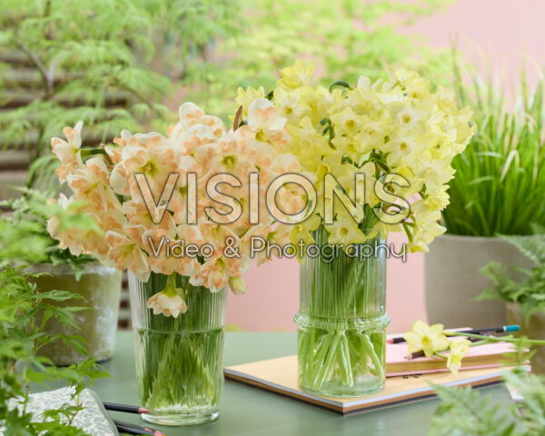 Narcissus Verdin, Cum Laude Narcissus Verdin, Cum Laude