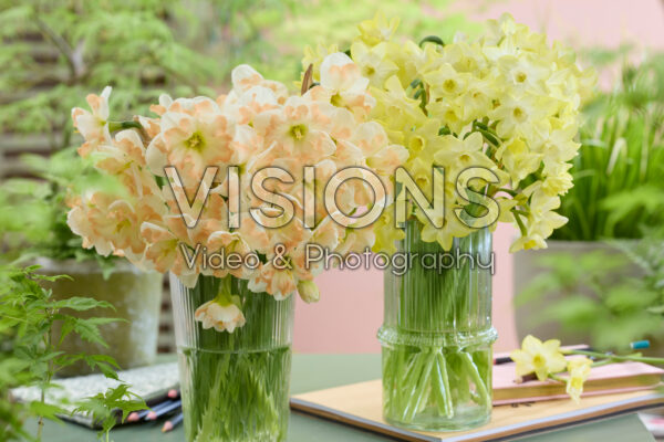 Narcissus Verdin, Cum Laude