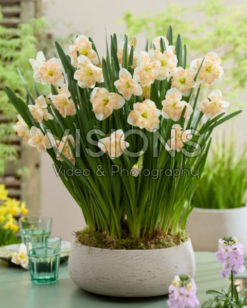 Narcissus Cum Laude