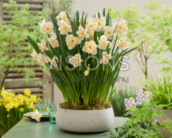 Narcissus Cum Laude