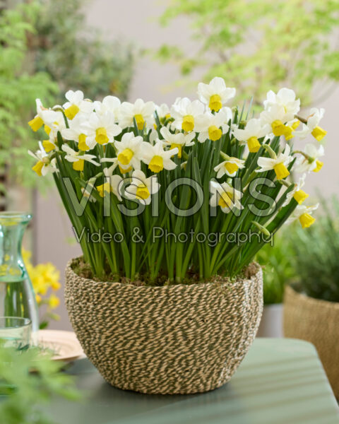 Narcissus Corina
