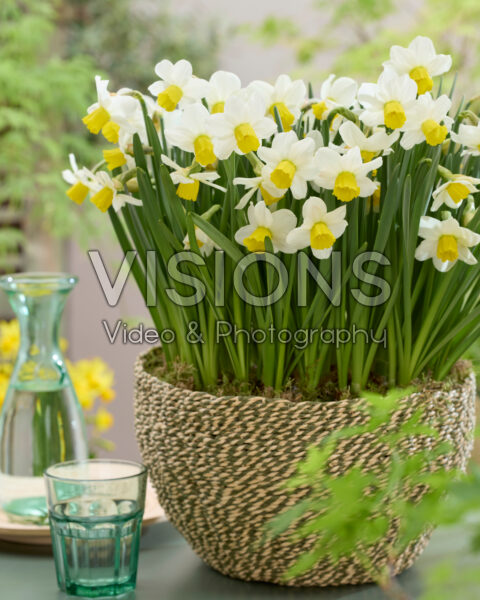 Narcissus Corina Narcissus Corina