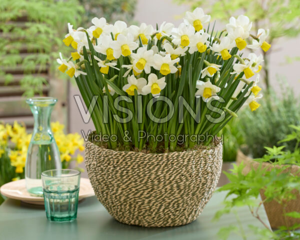 Narcissus Corina