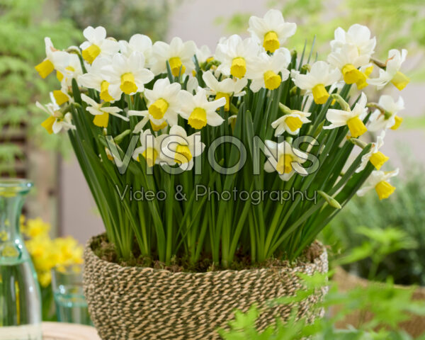 Narcissus Corina