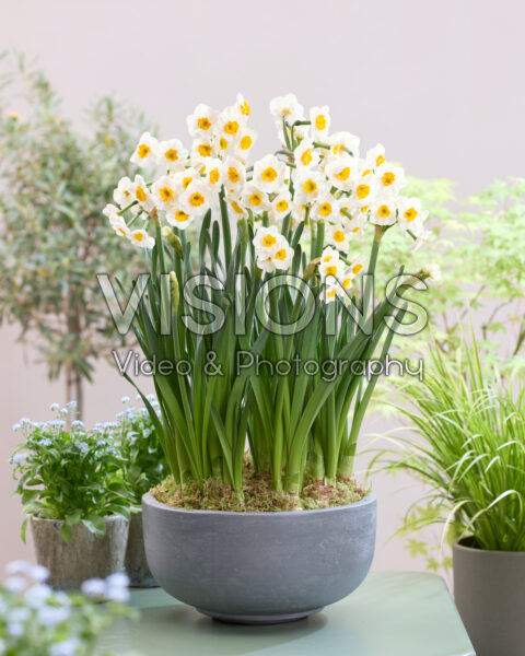 Narcissus Carra's Favorite