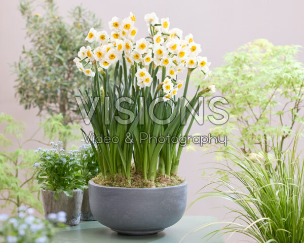 Narcissus Carra's Favorite