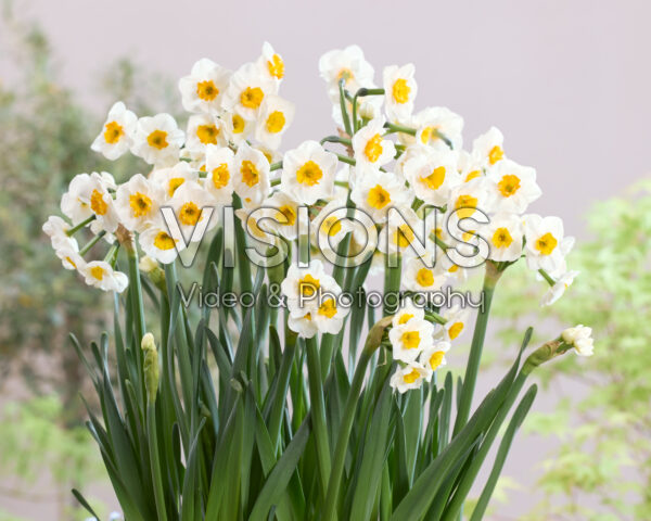 Narcissus Carra's Favorite Narcissus Carra's Favorite