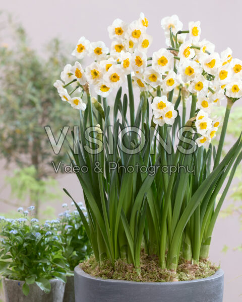 Narcissus Carra's Favorite