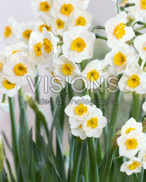 Narcissus Carra's Favorite