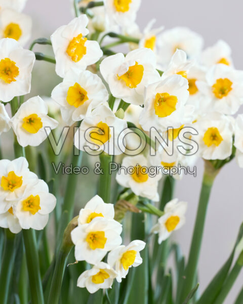 Narcissus Carra's Favorite Narcissus Carra's Favorite