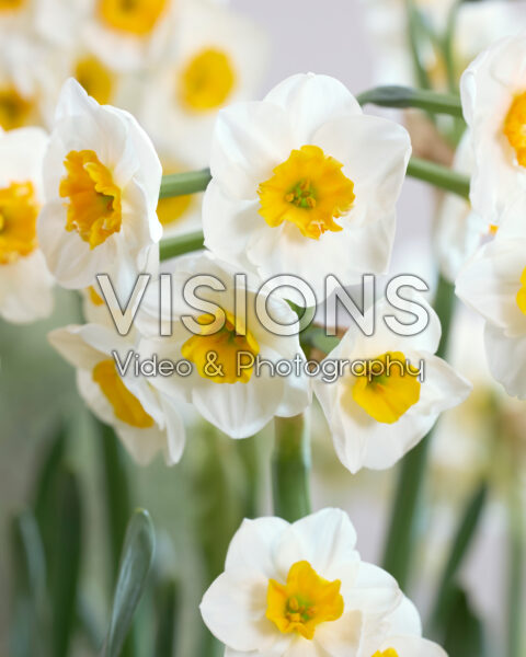 Narcissus Carra's Favorite Narcissus Carra's Favorite