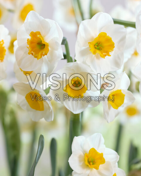 Narcissus Carra's Favorite