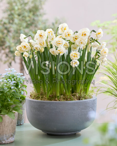 Narcissus Bridal Crown