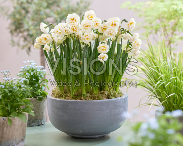 Narcissus Bridal Crown