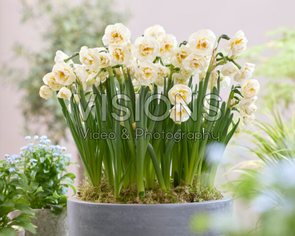 Narcissus Bridal Crown Narcissus Bridal Crown