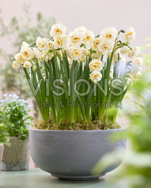 Narcissus Bridal Crown Narcissus Bridal Crown