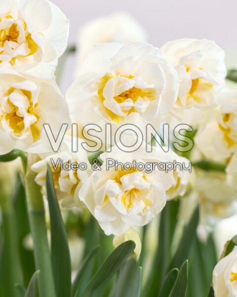 Narcissus Bridal Crown