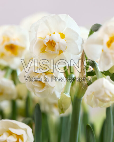 Narcissus Bridal Crown