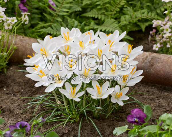 Crocus tommasinianus Barr's White