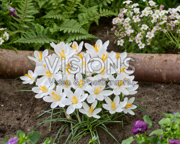 Crocus tommasinianus Barr's White