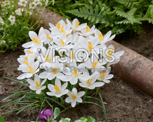 Crocus tommasinianus Barr's White
