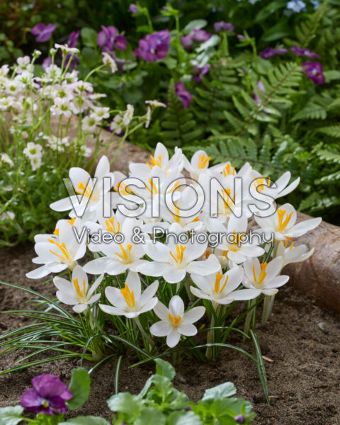 Crocus tommasinianus Barr's White