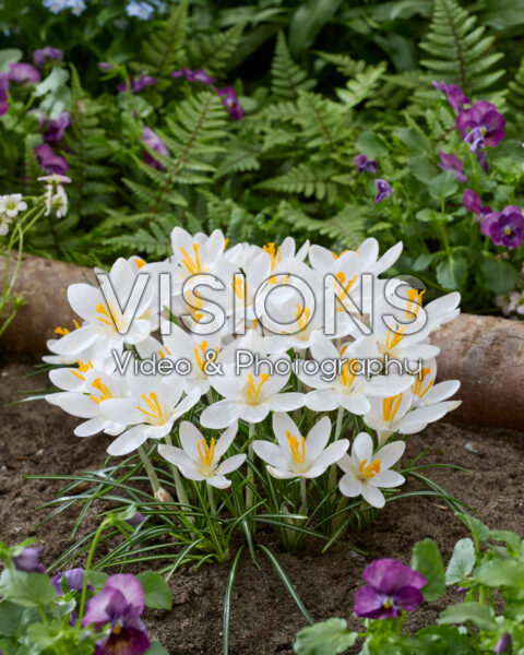 Crocus tommasinianus Barr's White