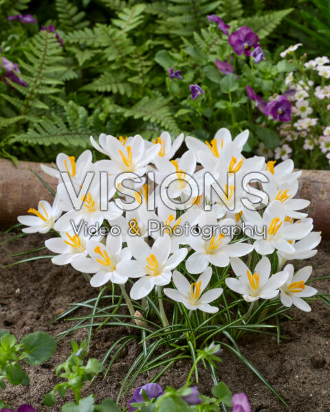Crocus tommasinianus Barr's White