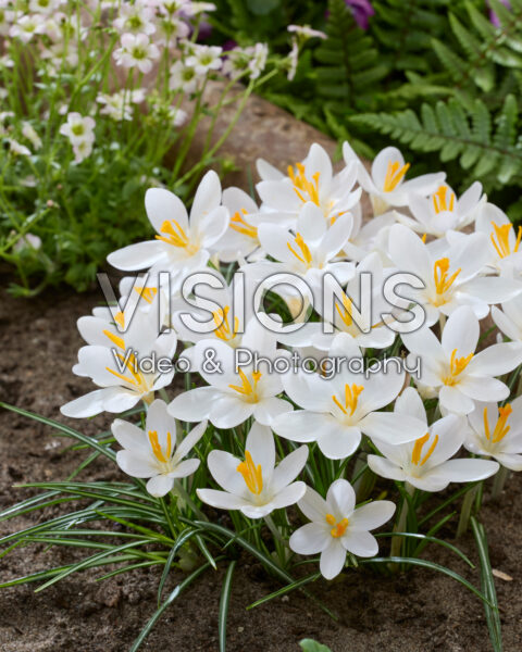 Crocus tommasinianus Barr's White
