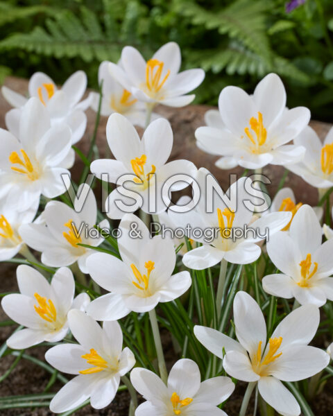 Crocus tommasinianus Barr's White