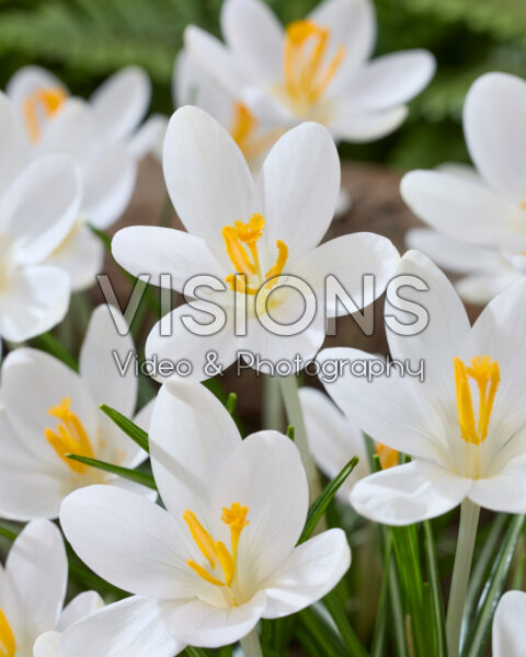 Crocus tommasinianus Barr's White