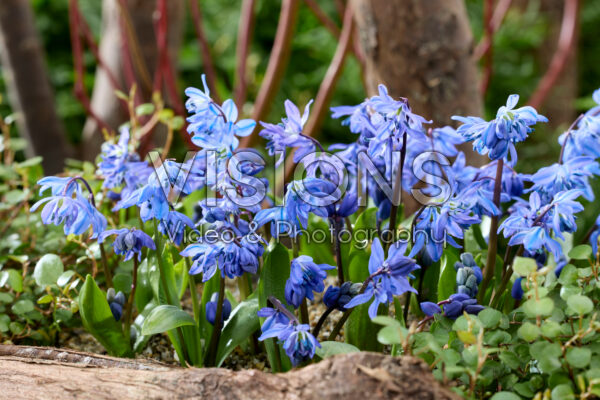 Scilla siberica Scilla siberica