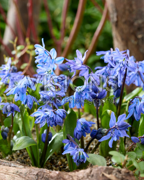 Scilla siberica
