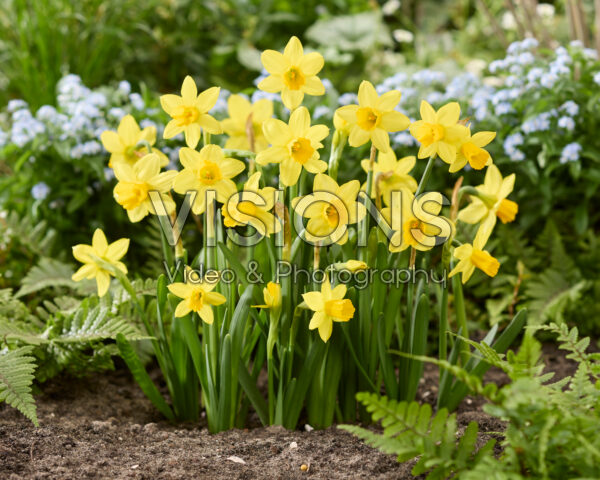 Narcissus Tete a Tete