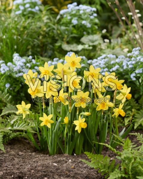 Narcissus Tete a Tete Narcissus Tete a Tete