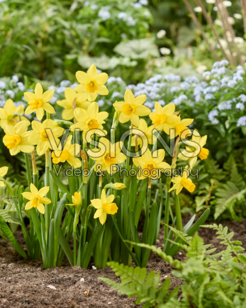 Narcissus Tete a Tete