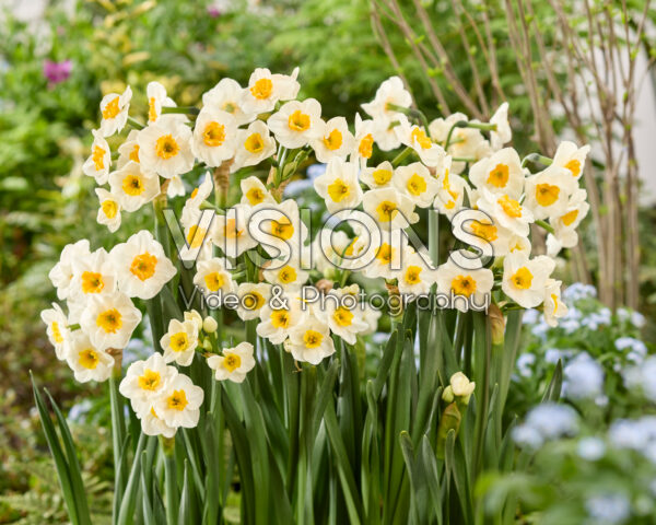 Narcissus Carra's Favorite