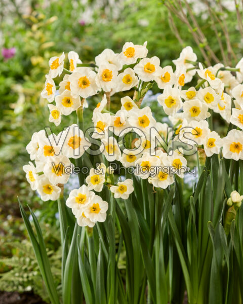 Narcissus Carra's Favorite