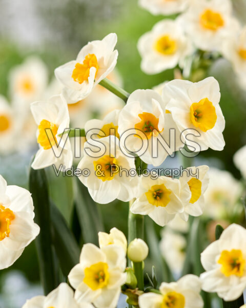 Narcissus Carra's Favorite